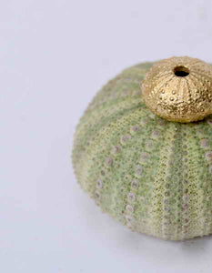 9ct Gold Urchin Earings
