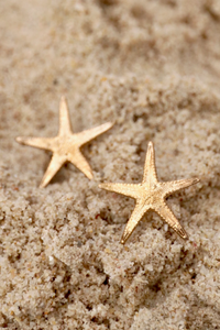 Starfish Studs | Gold Vermeil