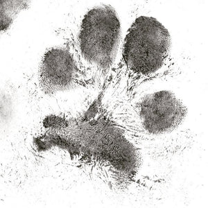 The Lucky -  13mm Paw Print and Name Pendant